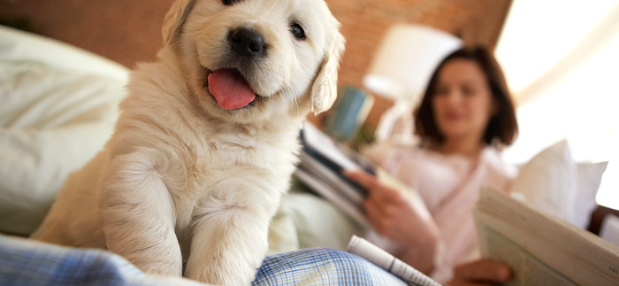 Puppy-Love-How-to-Puppy-Proof-Your-Home