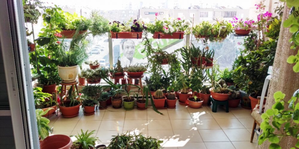 מרפסת בדירה עם עציצים