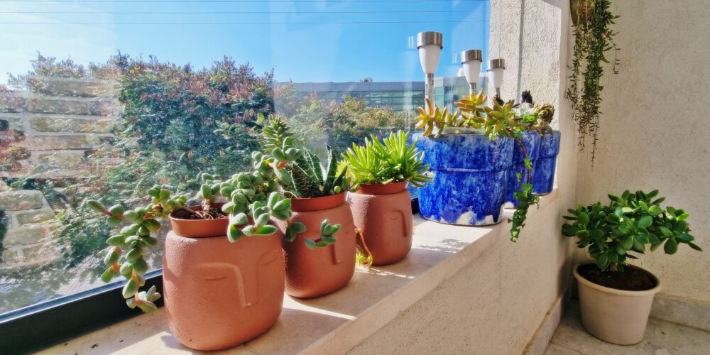 צמחיה במרפסת
